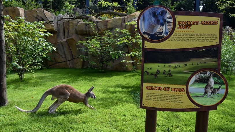 Roo Valley is now open at the Cincinnati Zoo & Botanical Garden. CONTRIBUTED