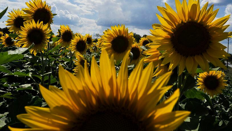 The Yellow Springs sunflower field along U.S. 68 is returning mid-September after a two-year hiatus due to the coronavirus pandemic and too much rain. Staff photo by Bill Lackey