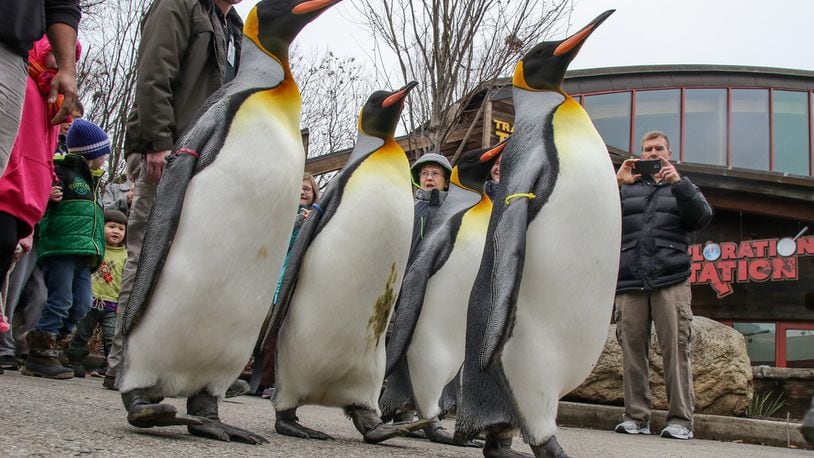 Penguin Days and the popular penguin parades have returned to the Cincinnati Zoo and Botanical Garden through March 12, 2021.