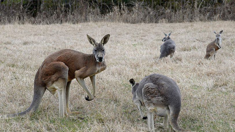 A kangaroo in Australia became an internet sensation when a photo of him crushing a metal bucket went viral.