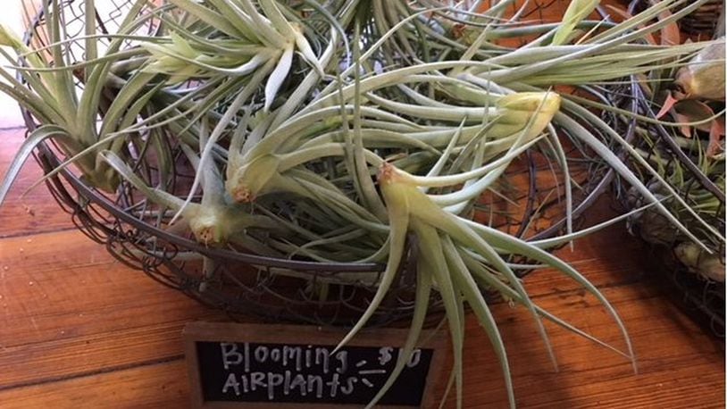 Air plants, various prices Luna has a large variety of different air plants ranging in price from $6.50 to over $20. Selection is really dependent on the time of year and week that you go. Contributed Photo by Alexis Larsen