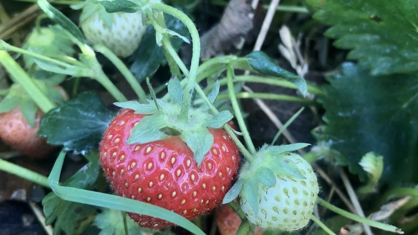You can pick your own strawberries and black raspberries at Stokes Berry Farm in Wilmington. CONTRIBUTED/DEBBIE JUNIEWICZ
