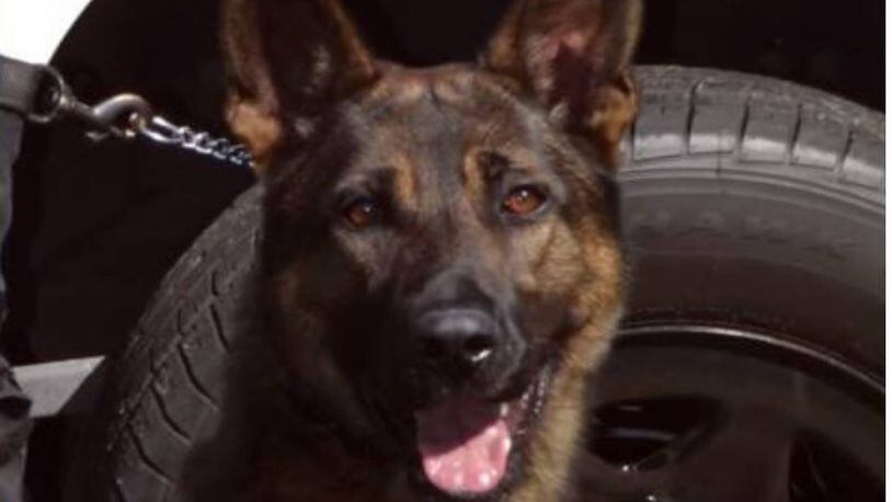 Brutus, a K-9 for the Melbourne Police Department, fought with the suspect.