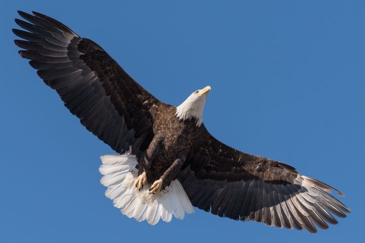 PHOTOS: Bald eagles at Carillon Historical Park