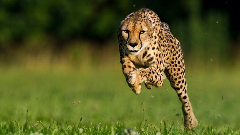 Cincinnati Zoo cheetah running during a photo shoot for Natiional Geographic Magazine. FILE