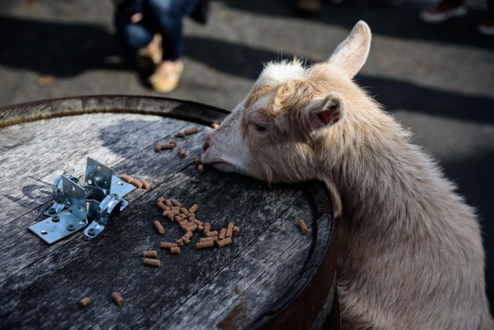 PHOTOS: Did we spot you frolicking with the cutest kids at Dayton Beer Company’s GoatFest?
