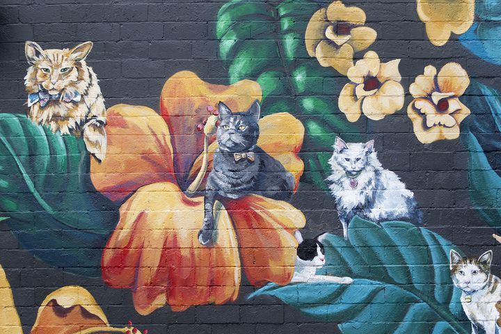 PHOTOS: Your fancy felines are subject of new downtown mural