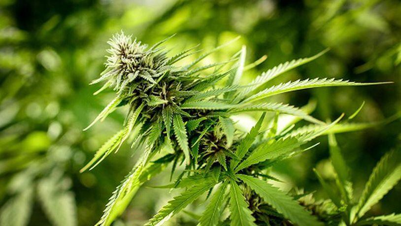 Ohio senator wants feds to lift prohibition on marijuana