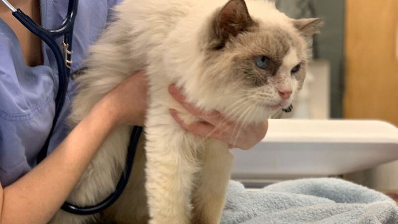 A breeder who admitted her cat breeding operation had gotten 'out of control' has surrendered 45 cats to the MSPCA, according to a release.