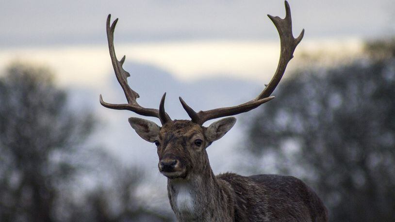 Stock photo of a deer.