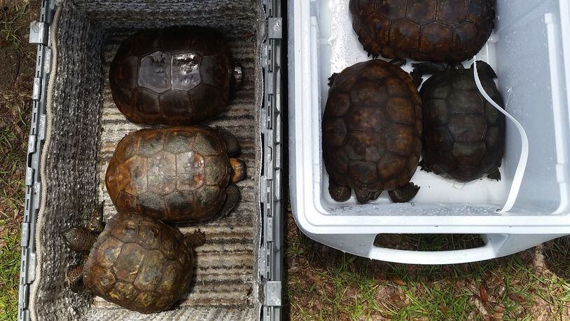 Thirteen people were charged in connection with a poaching ring in which fish and wildlife were illegally harvested and sold to restaurants, wildlife officials said. (Photo: Florida Fish and Wildlife Conservation Commission)