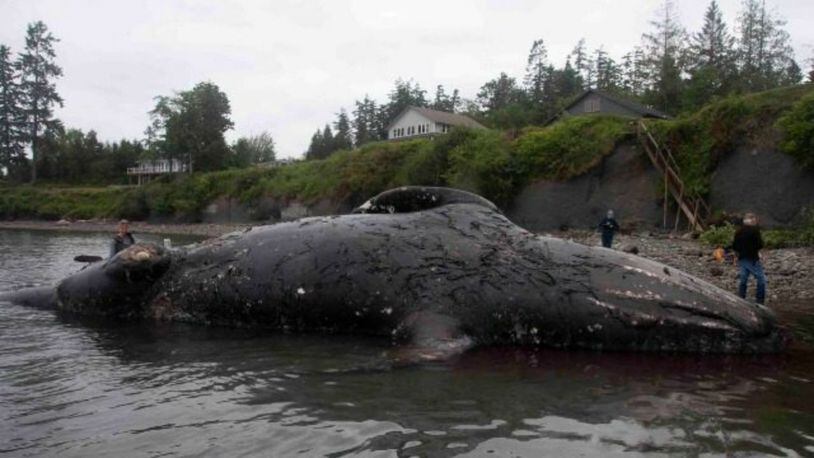 A Washington couple recently agreed to allow a 40-foot gray whale to decompose on their waterfront property in Port Townshend. (Photo: Mario Rivera/National Oceanic and Atmospheric Administration Fisheries)