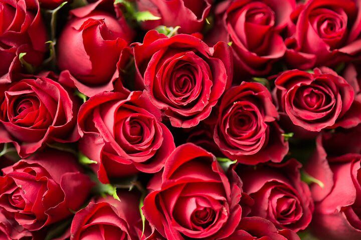 Most popular Valentine's Day flowers
