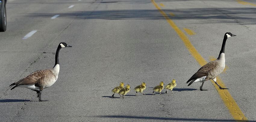 PHOTOS: Family of geese go for a walk in Dayton