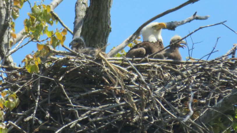 An eagle and her eaglets in Erie County are shown in this photo taken by Mary Kay Pope, a former Kettering resident who now lives near Sandusky. CONTRIBUTED