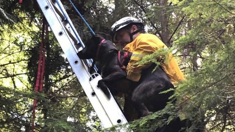 Firefighters with South Kitsap Fire and Rescue in Washington state helped rescue a dog that was stuck in a tree Friday.