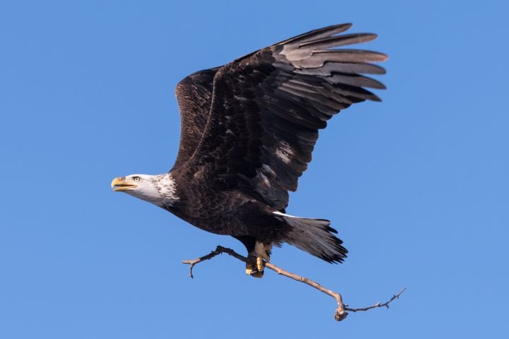 PHOTOS: Bald eagles at Carillon Historical Park