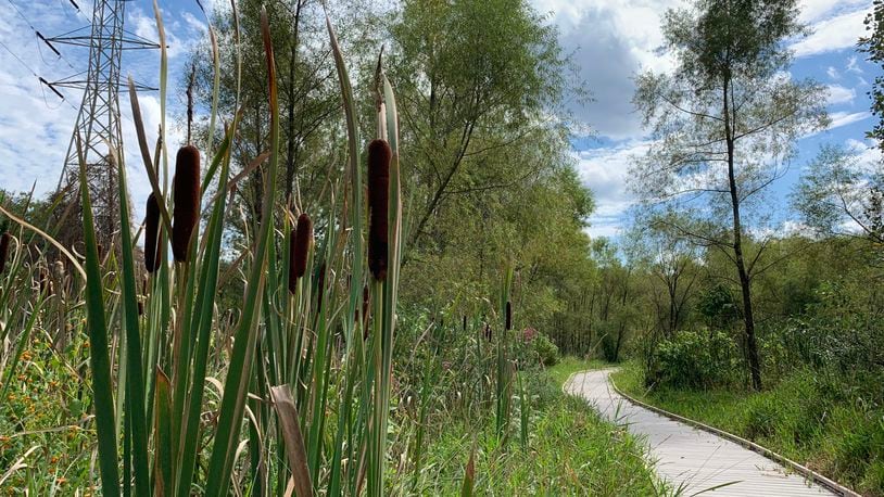 The third section of the Spotted Turtle Trail, which will give the public access to Ohio’s rarely seen wetlands, has opened to the public in Beavercreek Township. LONDON BISHOP/STAFF