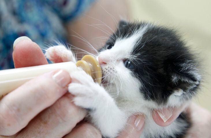 PHOTOS: 25 of our cutest animal photos are the perfect pet therapy right now