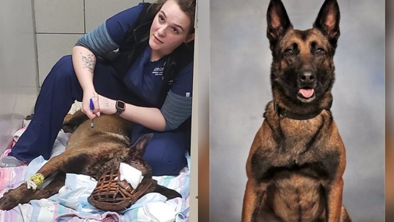 Indi, a DeKalb County police dog, was released from the Blue Pearl Veterinary Hospital after being shot Thursday. (Photo: DeKalb County Police Department/Georgia Bureau of Investigation)