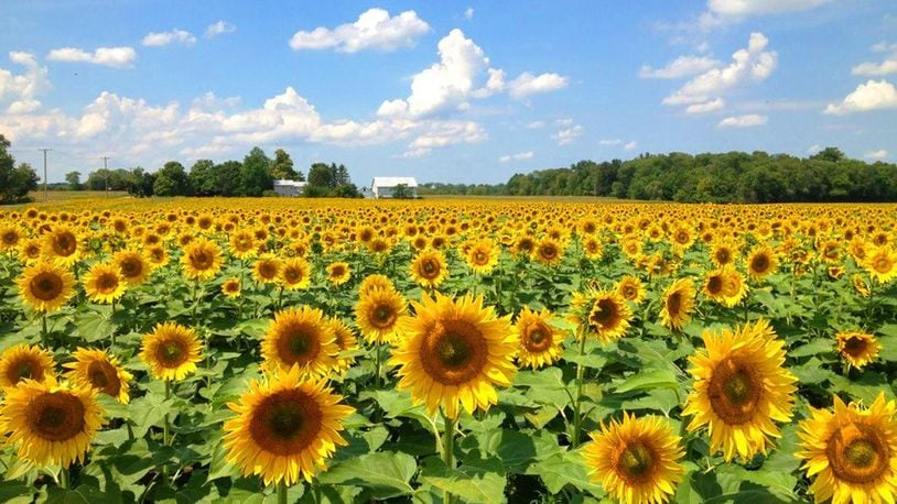 Sharen Neuhardt, who owns the Whitehall Farm north of Yellow Springs, has the 10-acre field by the farm land planted with sunflowers in the summer, giving lots of people a chance to learn about the work of the Tecumseh Land Trust when they visit. The land trust preserves farm land in Greene, Clark and adjacent counties. CONTRIBUTED PHOTO