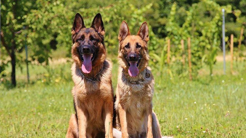 A man who walking his unleashed German shepherds allegedly punched a woman who complained about it, police said.
