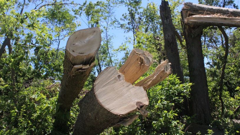 Thousands of trees were destroyed in the Memorial Day tornadoes including a large number at Wegerzyn Garden MetroPark in Dayton. STAFF/AMELIA ROBINSON