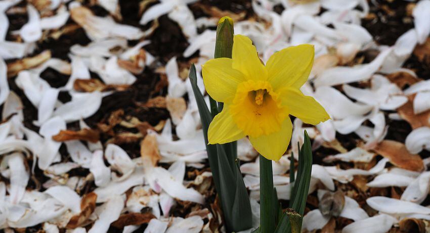 PHOTOS: Spring flowers bloom in Miami Valley