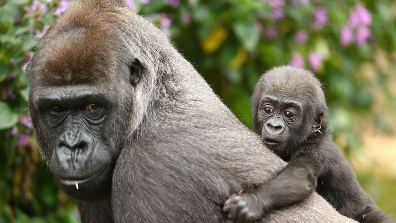 Gorillas pictured at the Taronga Zoo Sydney in 2015. According to a 2018 report from the World Wildlife Fund, global wildlife populations have declined by 60 percent since 1970.