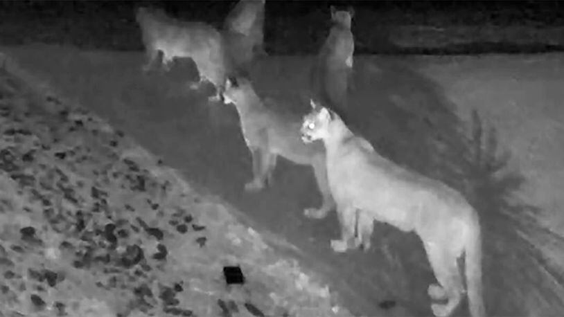 This Monday, Jan. 13, 2020 photo from video provided by Chris Bruetsch shows five California mountain lions seen together on home surveillance video at Breutsch's home in Pioneer, Calif.