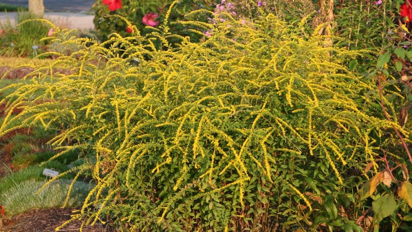 Goldenrod Fireworks in bloom. CONTRIBUTED