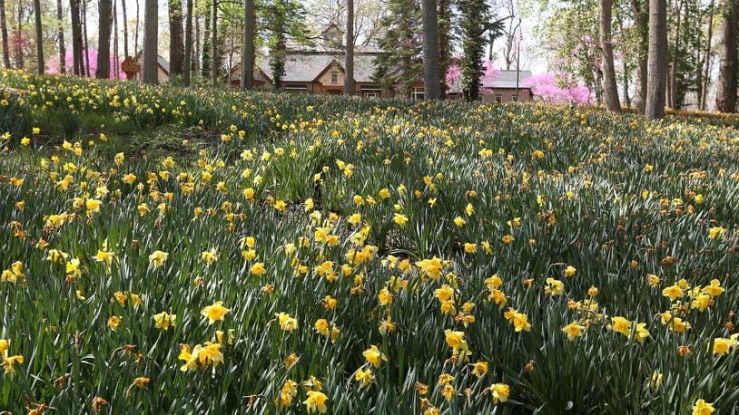 Each year the hillside at 1911 Ridgeway Rd. comes alive with thousands of bright yellow daffodils.John C. Gray and his wife, Mj, started planting them in 2006. Today there are 160,000 daffodils on display each spring.  LISA POWELL / STAFF