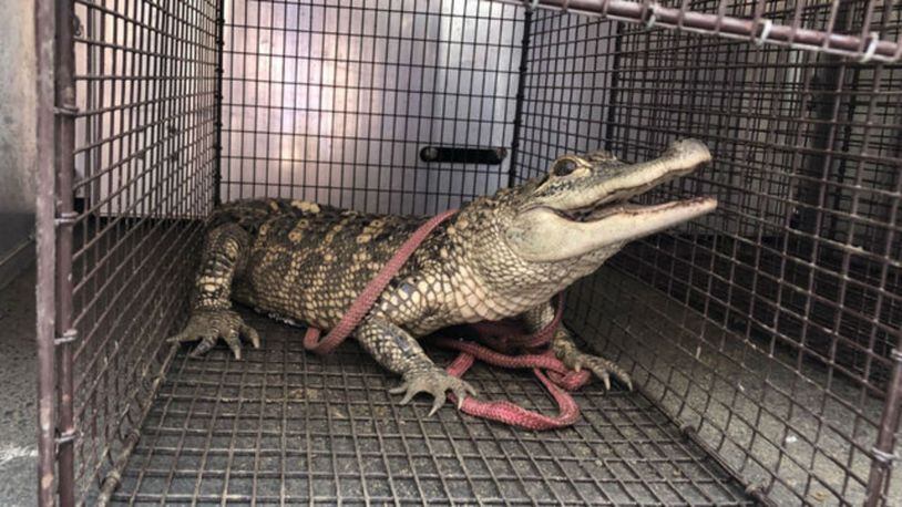 An alligator was found and removed from a Pittsburgh park Saturday. (Photo: Pittsburgh Public Safety)