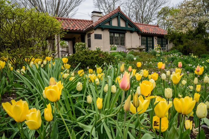 PHOTOS: Multi-colored tulips are in full bloom at Smith Memorial Gardens
