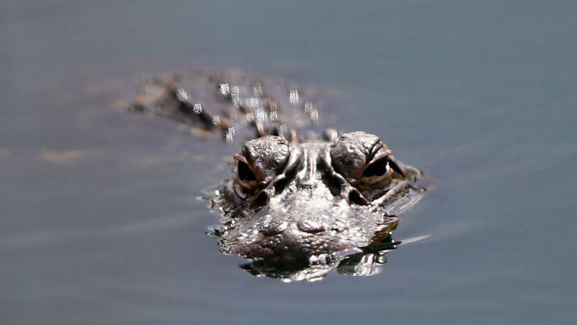 FILE PHOTO: Residents in a Texas neighborhood are looking for answers after finding a large alligator with a knife sticking out of its head. (Photo: Sam Greenwood/Getty Images)