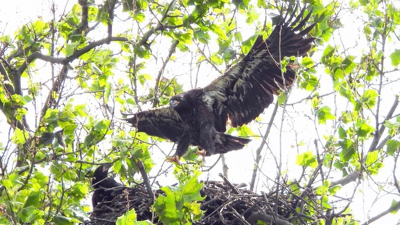 Prop, one of the Carillon Historical Park's newest eaglets, took his first flight Thursday, June 18. CONTRIBUTED PHOTO / JIM WELLER