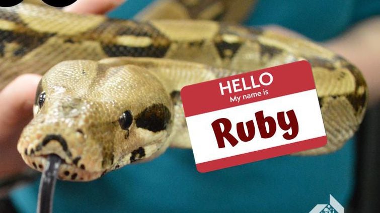 Meet Ruby: Boonshoft’s Discovery Zoo finally chooses name for its baby