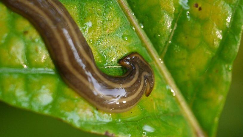 Giant worms with flat heads are one of five invasive worm species detected in France that could pose a danger, according to a new study, but the giant worms have also surfaced in other countries, too.