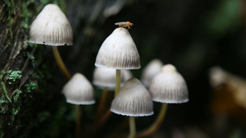 Denver may add a ballot measure to its May municipal elections decriminalizing psychedelic mushrooms.