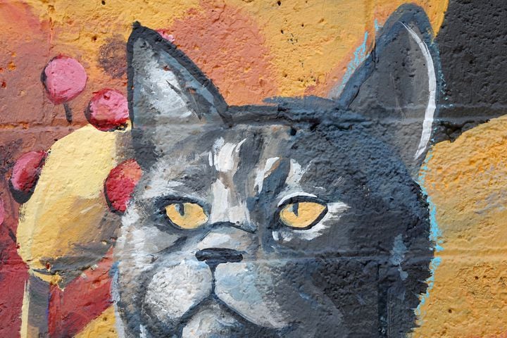 Cat mural in Dayton's Oregon District