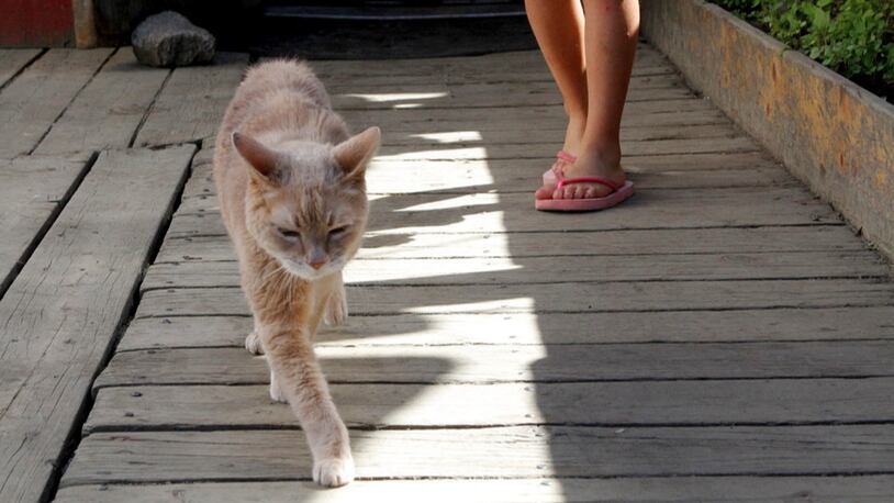 FILE - In a May 29, 2016 file photo, Stubbs, the honorary feline mayor of Talkeetna, Alaska, walks out of the West Rib Bar and Grill. Stubbs was found dead by his owners Friday, July 21, 2017, at the age of 20. Talkeetna, a town with a population of about 900, elected the yellow cat mayor in a write-in campaign in 1998. There is no human mayor in the town. (AP Photo/Mark Thiessen, File)