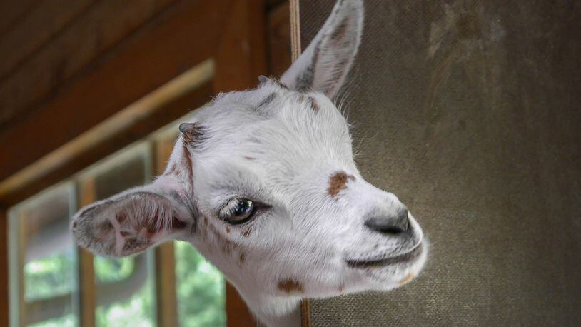 A baby goat, similar to the one pictured here, was found on an unlicensed driver's lap during a traffic stop in New Hampshire.
