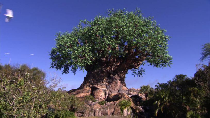 The Tree of Life at Disney's Animal Kingdom. The park celebrates its 20th anniversary in 2018.