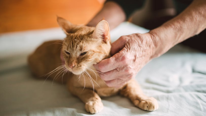 A file photo of an older person stroking an orange tabby cat.