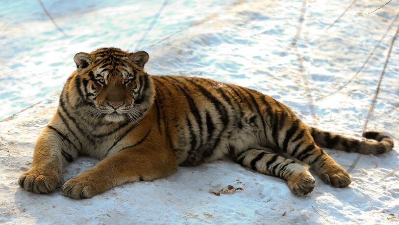 Activists say tigers in viral drone video live on farm accused...