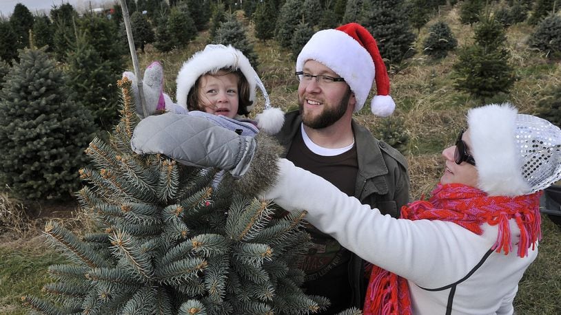 Scenes from Young’s Christmas Tree Farm outside Yellow Springs. (Staff file photo by Bill Lackey)