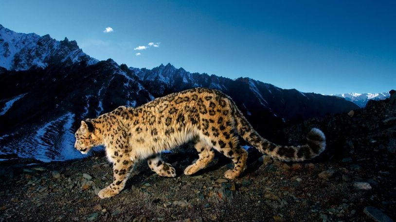 National Geographic photographer Steve Winter observed a snow leopard in India. CONTRIBUTED