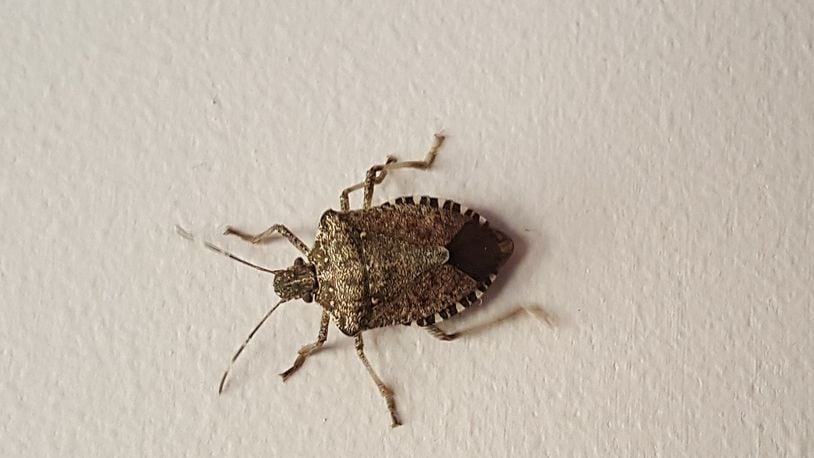 A brown marmorated stink bug. CONTRIBUTED/PAMELA BENNETT