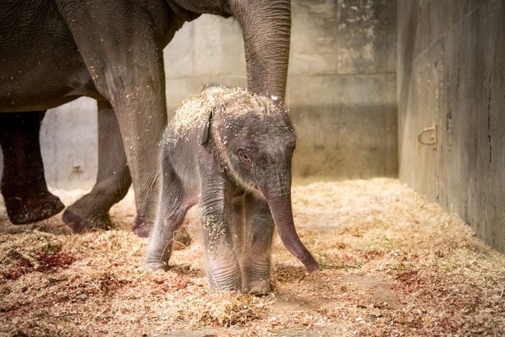 PHOTOS: Adorable baby elephant and sea lion steal the show at the Columbus Zoo