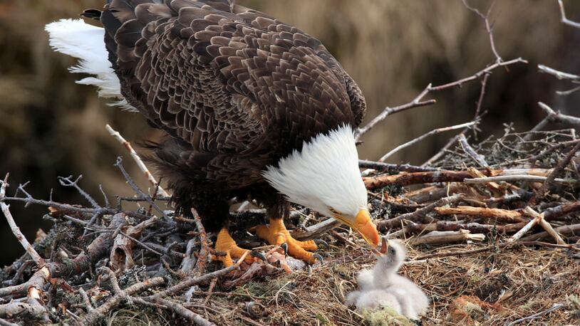 File photo of a bald eagle  and eaglet